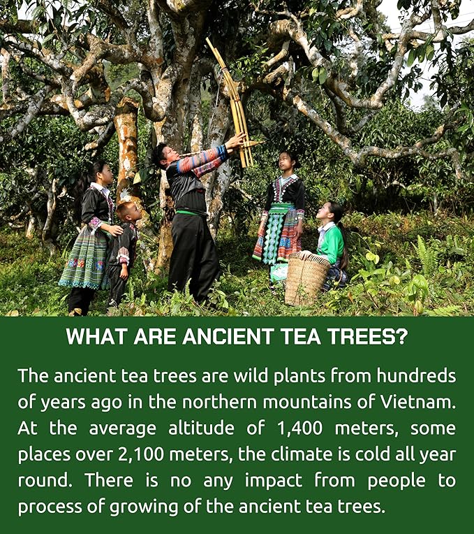 VIXI Oolong Tea Loose Leaf (16.00 Oz), Vietnam's Mountain Tea, Bold Flavored, Dried Whole Full Large Leave, 100% Natural from Ancient Tea Tree for Hot and Cold Brew