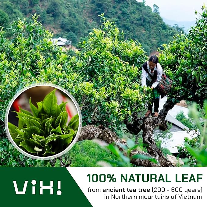 VIXI Green Tea Loose Leaf, (8.00 Oz), Vietnam's Mountain Tea, Caffeinated, Antioxidant, Dried Whole Full Large Leaves, 100% Natural from Ancient Tea Tree for Hot and Cold Brew